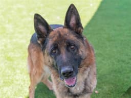 Augie Doggie image 1