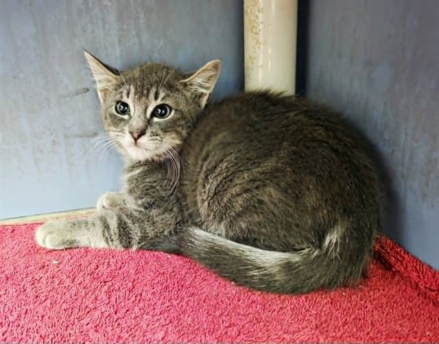 Slate - Domestic Short Hair