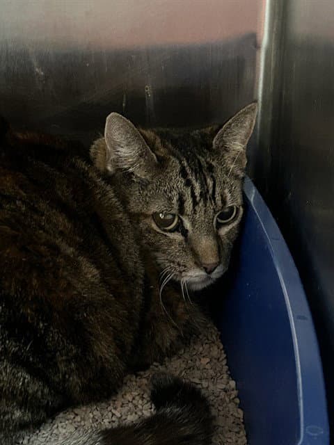 Dusty - Domestic Short Hair