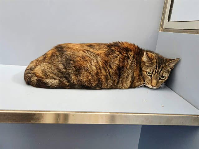 Dusty - Domestic Short Hair