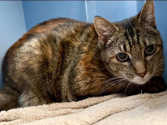 Dusty - Domestic Short Hair