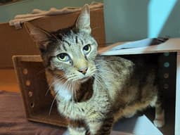Mr Cat image 1