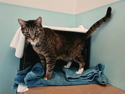 Mr Cat image 1