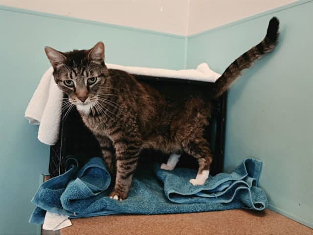Mr Cat - Domestic Short Hair