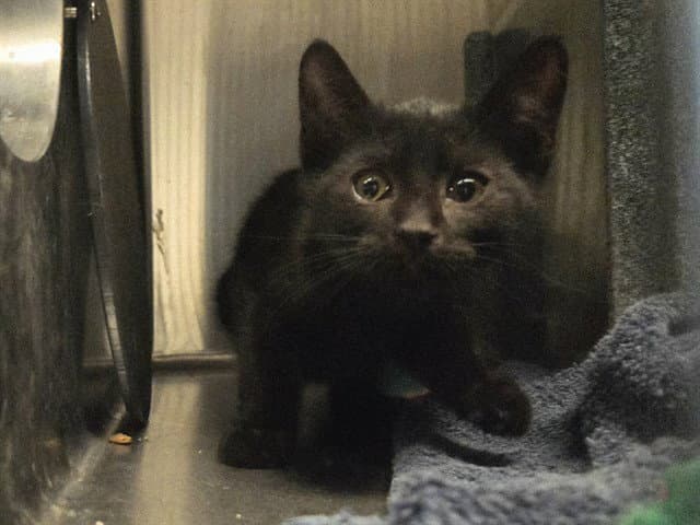 Bumble - Domestic Short Hair