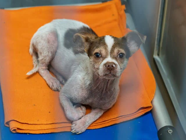 Unknown - Chihuahua