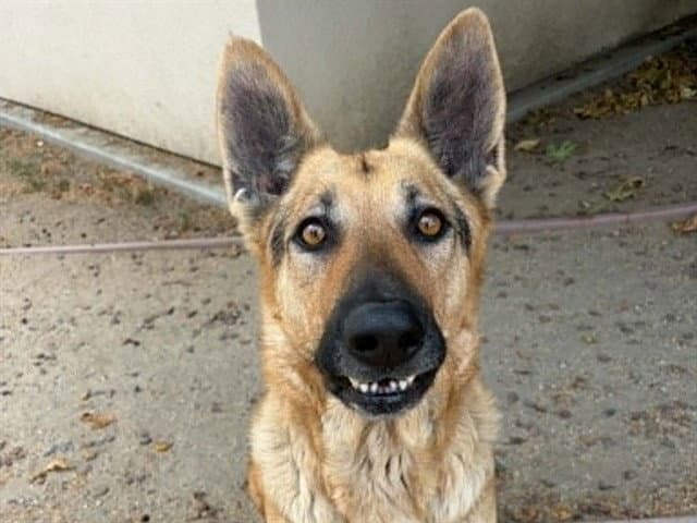 Georgia - German Shepherd Dog