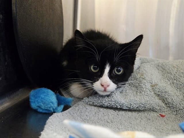 Unknown - Domestic Short Hair
