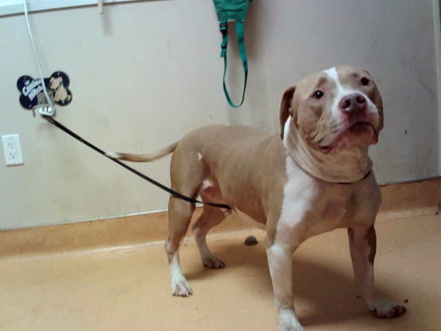 Ace - Pit Bull Terrier