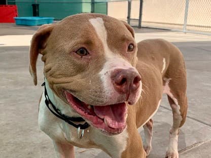 Ace - Pit Bull Terrier