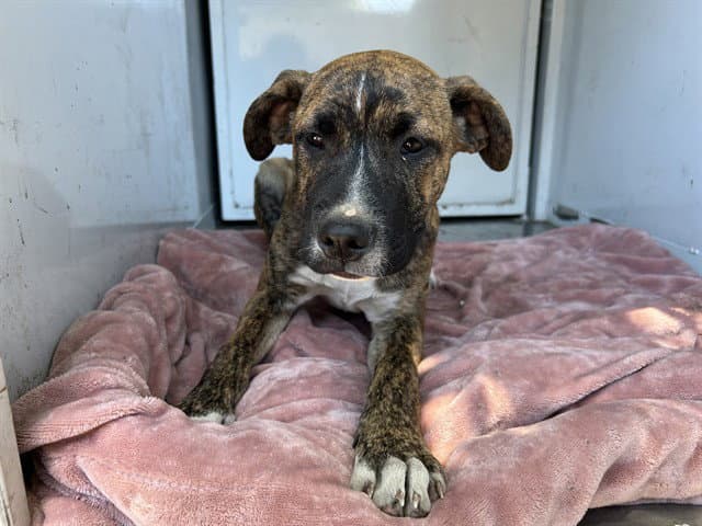 Unknown - Pit Bull Terrier