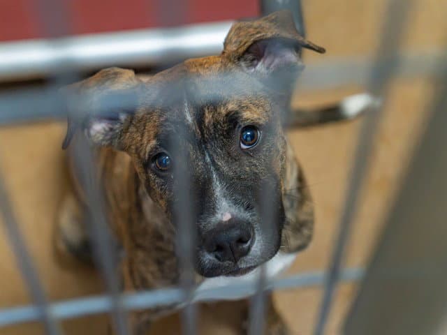 Unknown - Pit Bull Terrier