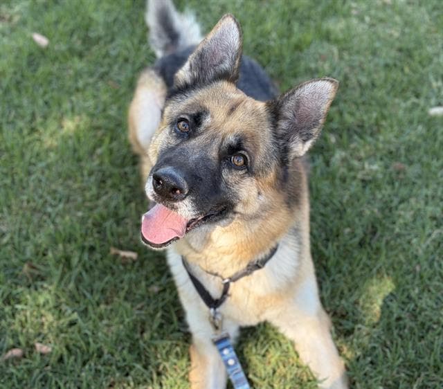 Tucson - German Shepherd Dog