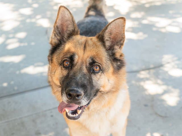Tucson - German Shepherd Dog