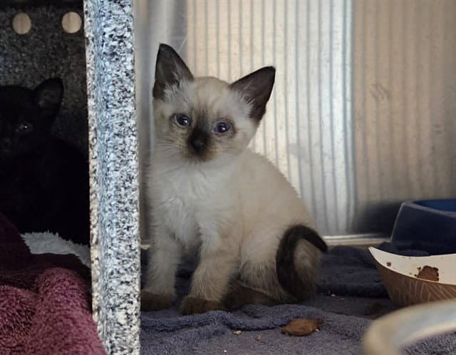 Unknown - Domestic Short Hair