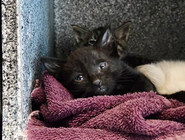 Unknown - Domestic Short Hair
