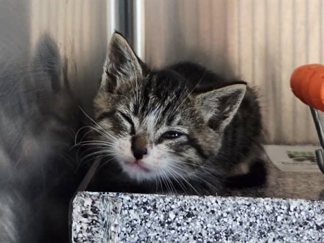 Unknown - Domestic Short Hair