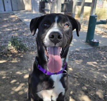 Oreo - Border Collie