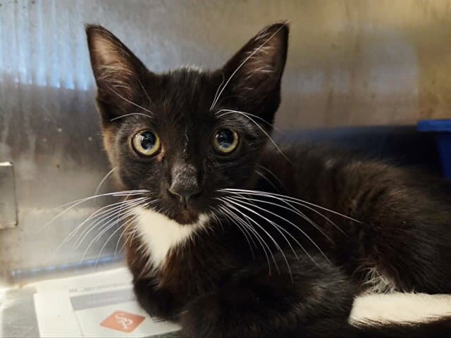 Unknown - Domestic Short Hair