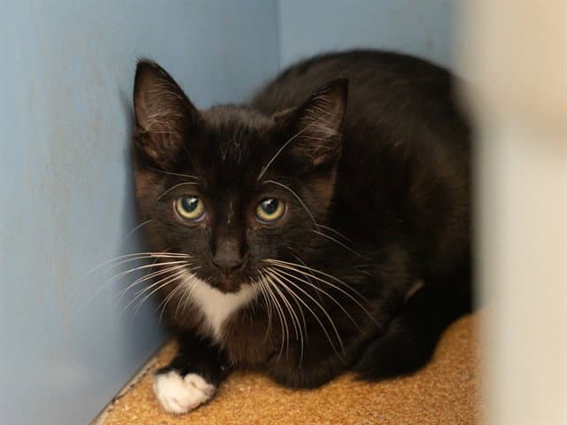 Unknown - Domestic Short Hair