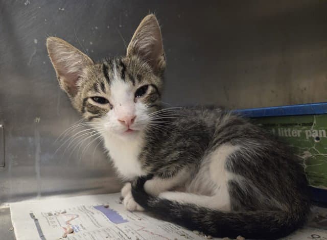 Unknown - Domestic Short Hair