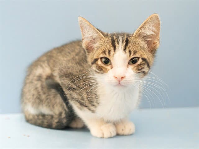 Unknown - Domestic Short Hair