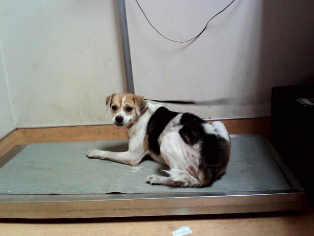 Lady Rainicorn - Beagle