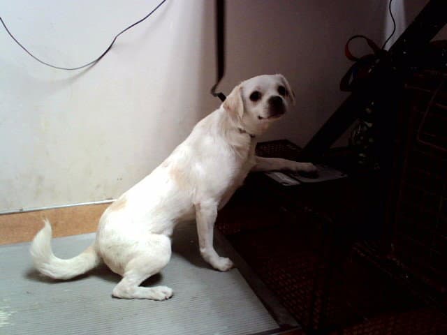 He-Man - Beagle