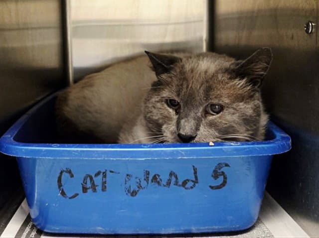 Unknown - Domestic Short Hair