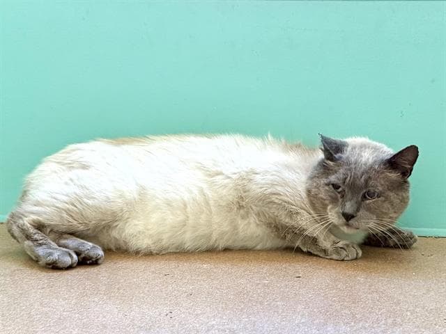 Unknown - Domestic Short Hair