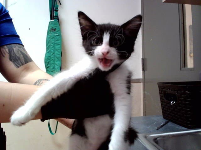 Unknown - Domestic Short Hair
