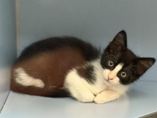 Unknown - Domestic Short Hair
