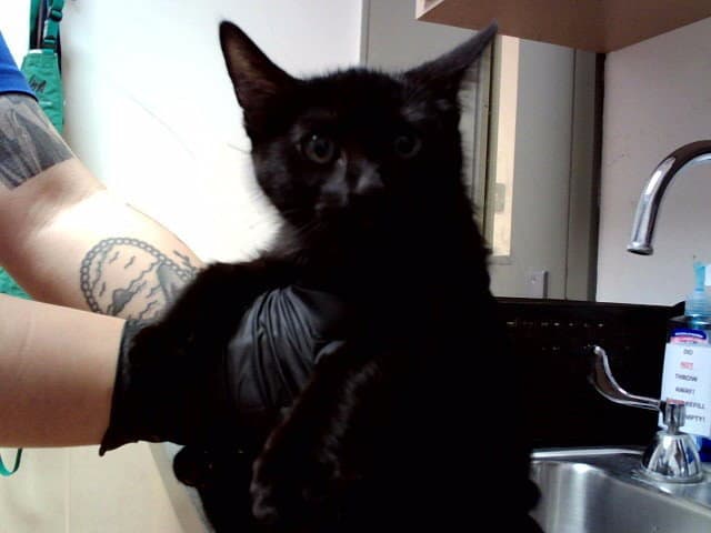 Unknown - Domestic Medium Hair