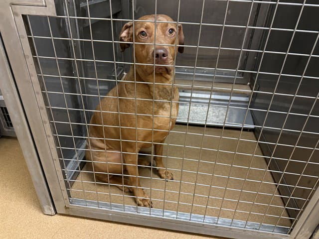 Penny - Rhodesian Ridgeback
