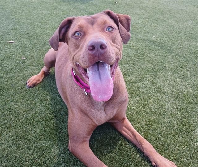 Penny - Doberman Pinscher