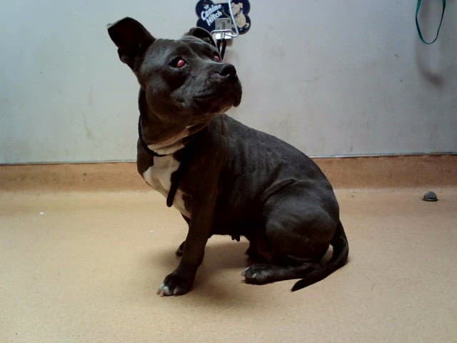 Renate - Pit Bull Terrier