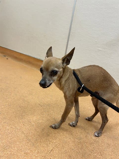 Sancho - Chihuahua