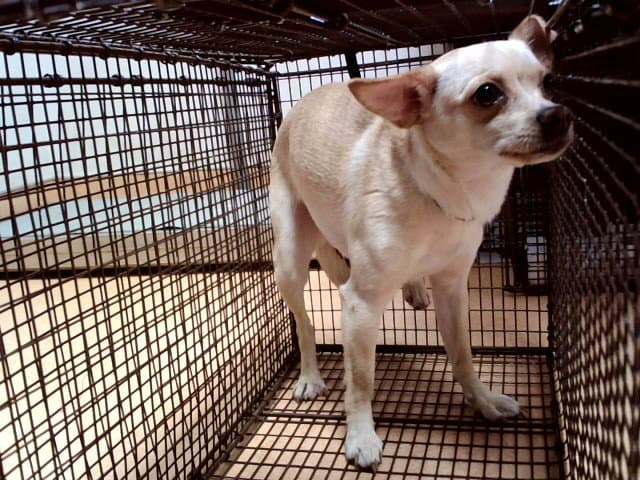 Sasha - Chihuahua