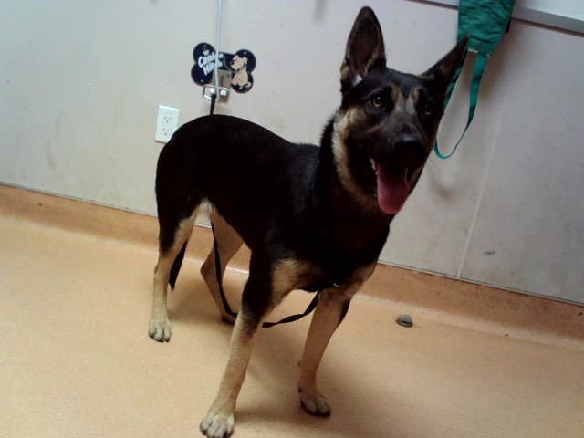 Diamond - German Shepherd Dog