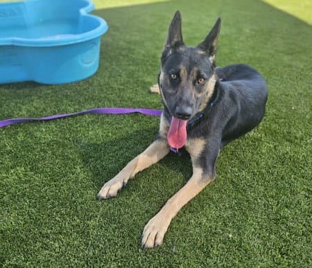 Diamond - German Shepherd Dog