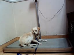 Bolt image 1
