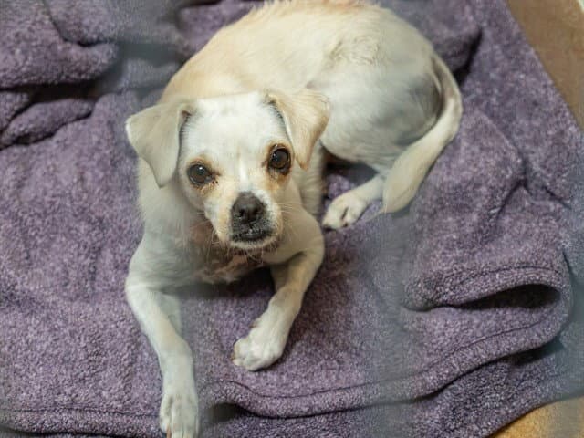 Twlight Sparkle - Terrier
