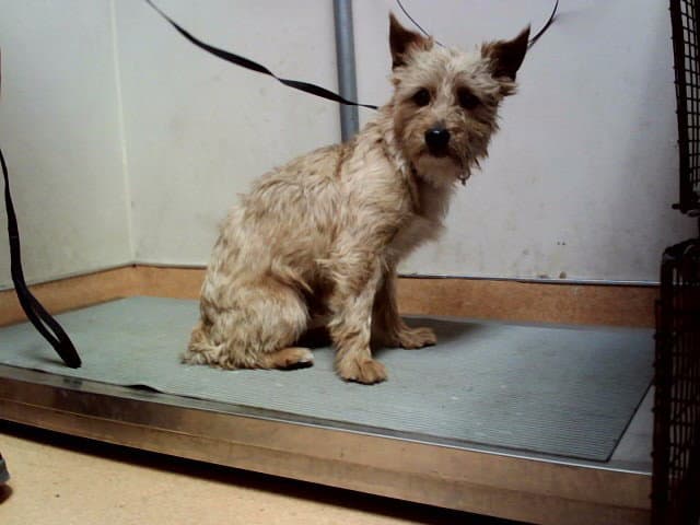 Rusty - Terrier