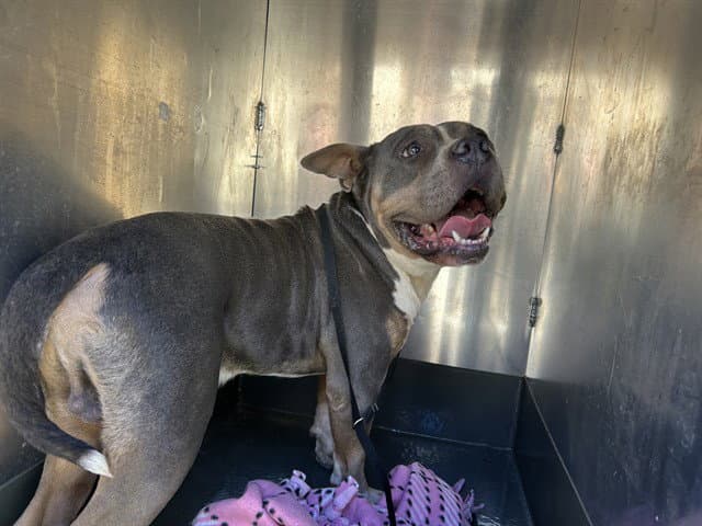 Megatron - Pit Bull Terrier