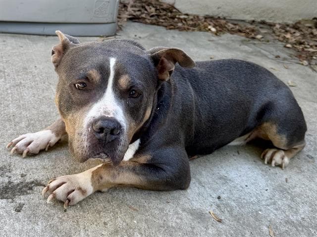 Megatron - Pit Bull Terrier