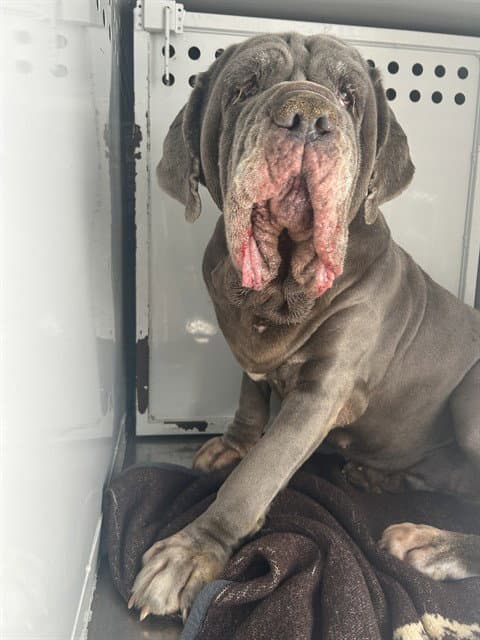 Bonnie Blue - Neapolitan Mastiff