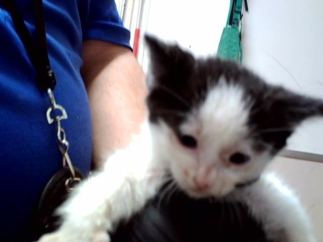 Unknown - Domestic Short Hair