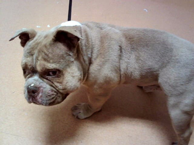 Cornwall - English Bulldog