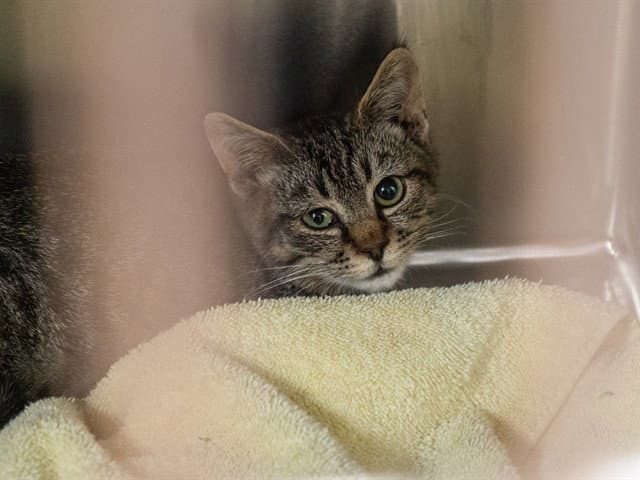 Winston - Domestic Short Hair