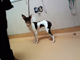 Tassy image 1